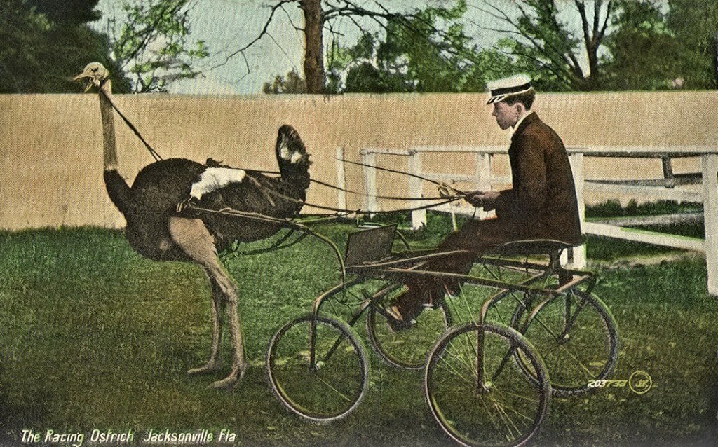 A Jacksonville, Florida, man with an ostrich-drawn cart, 1911